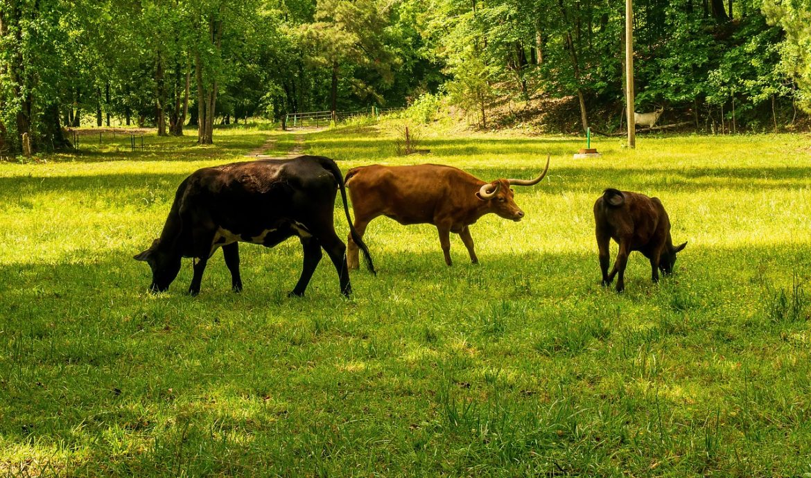 découvrez l'impact de votre empreinte carbone sur l'environnement et apprenez des moyens efficaces pour la réduire. agissez dès aujourd'hui pour un avenir plus durable.