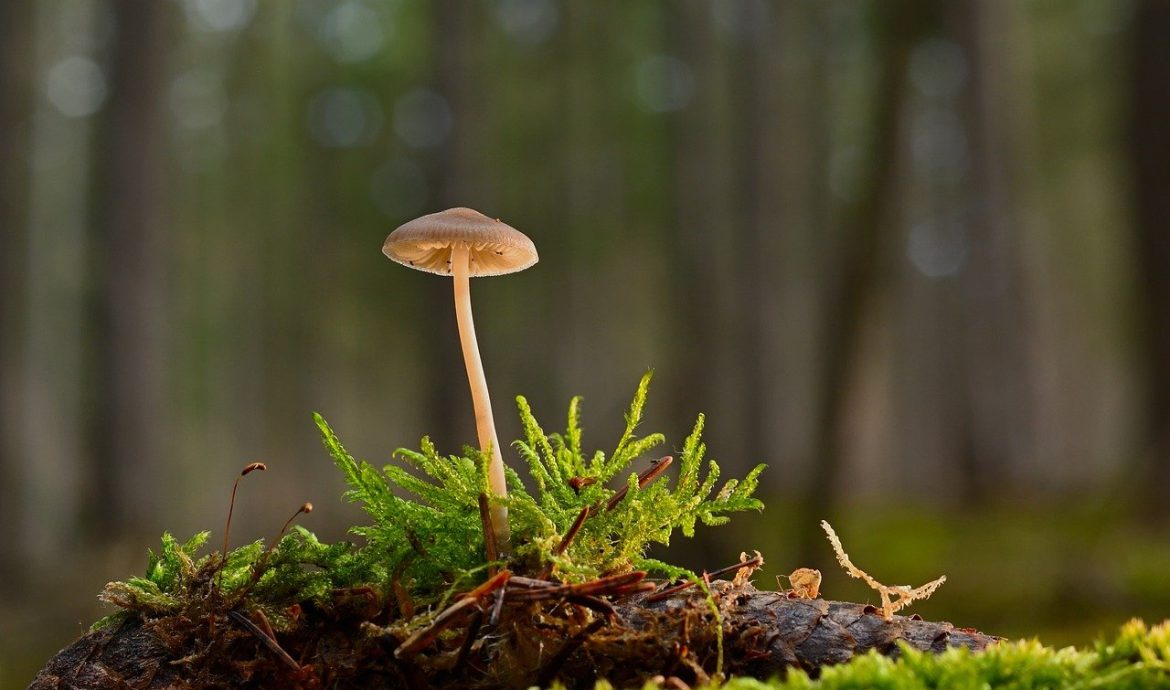 découvrez la beauté des forêts, ces écosystèmes essentiels où la biodiversité s'épanouit. explorez les siècles d'histoire naturelle qu'elles renferment, ainsi que leur rôle crucial dans la préservation de notre planète.