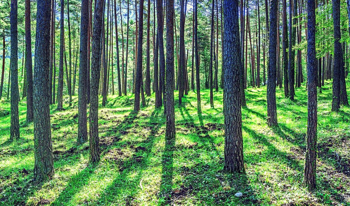 découvrez le monde fascinant de la foresterie, où la gestion durable des forêts rencontre la biodiversité. apprenez-en davantage sur les pratiques de reboisement, la conservation des habitats et les enjeux environnementaux liés à la protection de nos forêts.