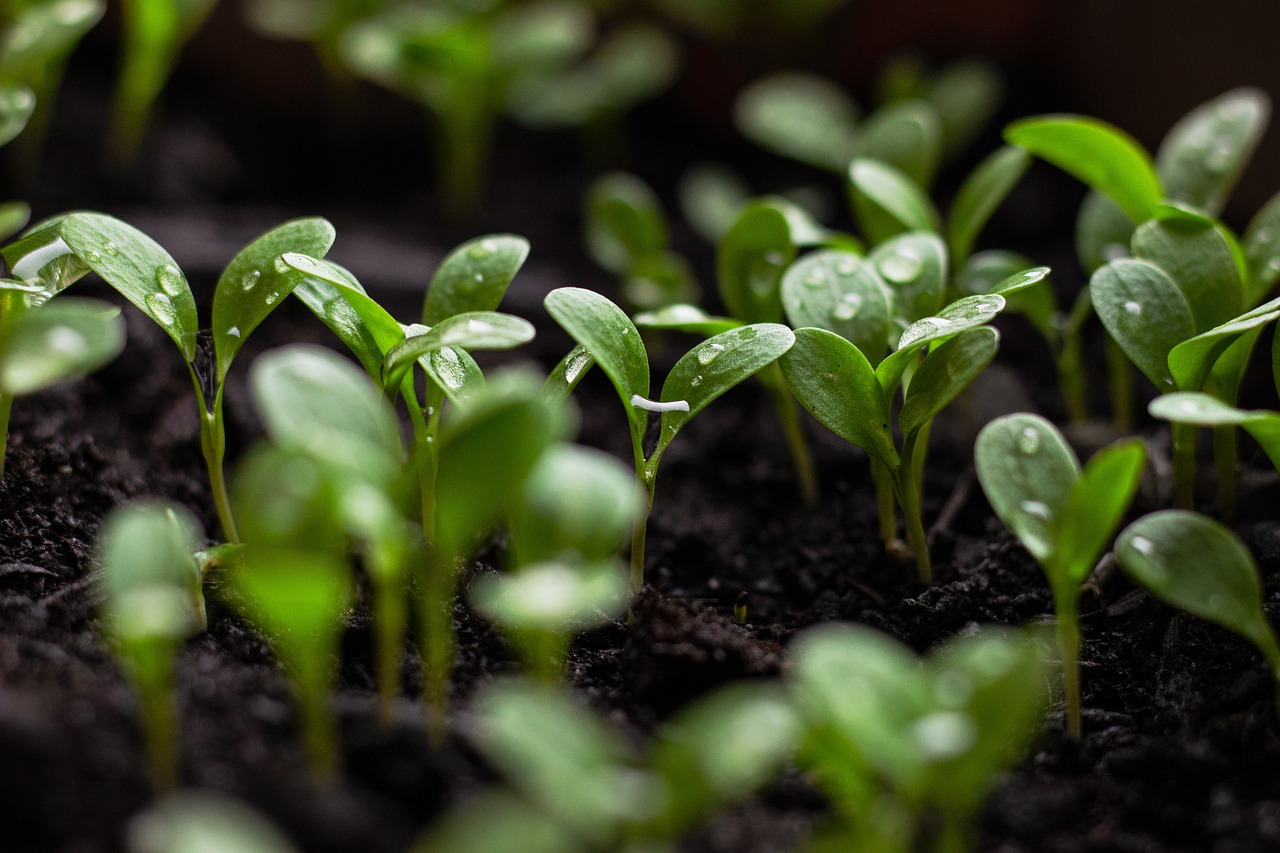 découvrez l'univers des aliments durables : des choix nutritifs et respectueux de l'environnement qui favorisent la santé de notre planète et de ses habitants. apprenez à intégrer des produits écoresponsables dans votre alimentation quotidienne pour un avenir plus sain.