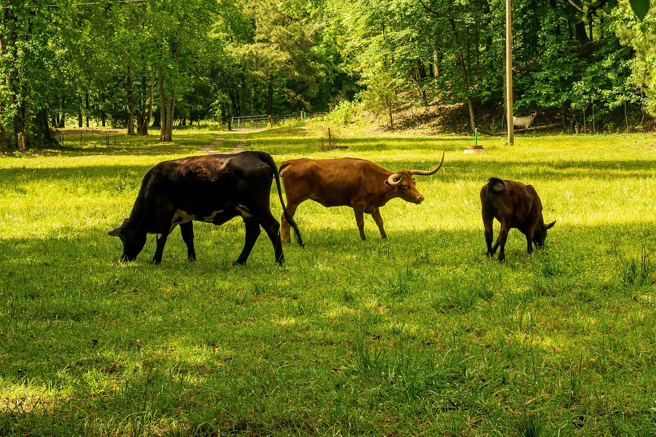 découvrez ce qu'est l'empreinte carbone, son impact sur l'environnement et les moyens de la réduire pour un avenir plus durable.