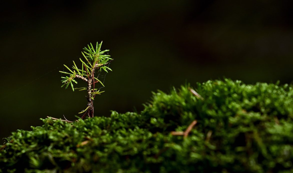 découvrez comment la croissance verte allie développement économique durable et protection de l'environnement. explorez les stratégies innovantes pour bâtir un avenir durable tout en stimulant la prospérité.